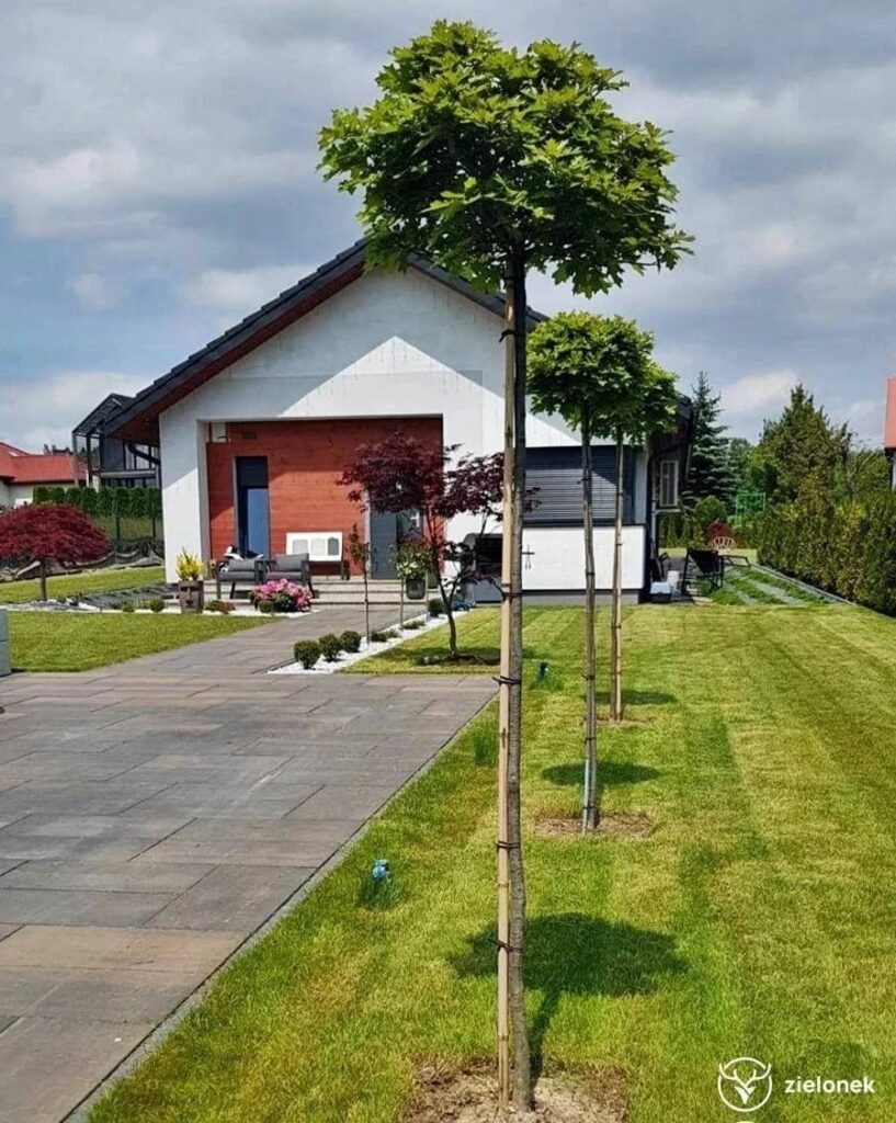 Realizacje | Z pasji do zieleni. Ogrodnictwo, projekt ogrodu, zakładanie ogrodów, sprzedaż roślin Kozy, Kęty, Bielsko-Biała, Żywiec, Oświęcim, Andrychów. Realizacje | Z pasji do zieleni. Ogrodnictwo, projekt ogrodu, zakładanie ogrodów, sprzedaż roślin Kozy, Kęty, Bielsko-Biała, Żywiec, Oświęcim, Andrychów.